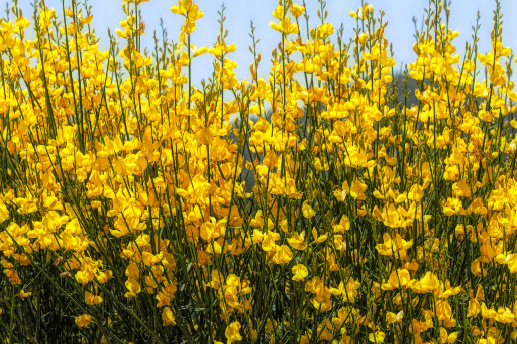  Spanish Broom, Spartium junceum,
