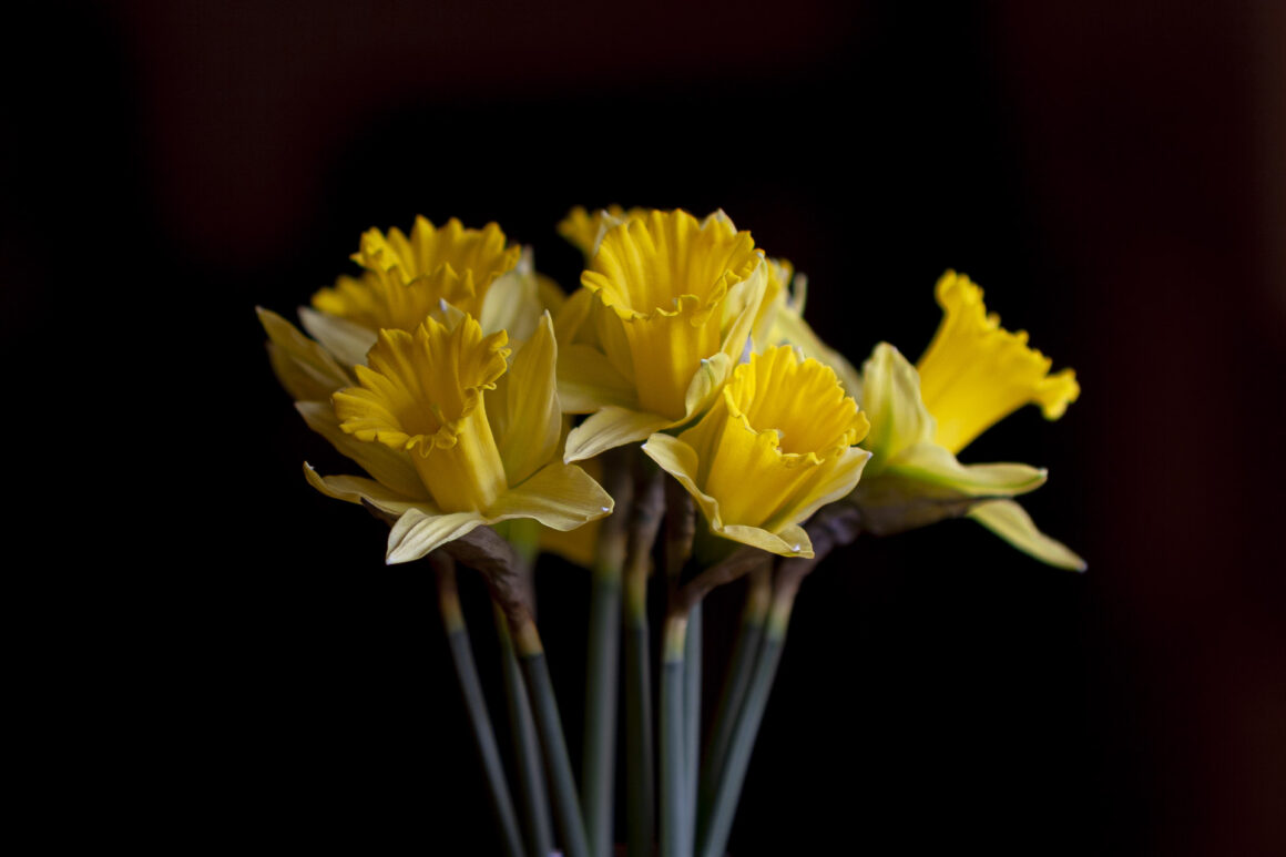 Daffodils