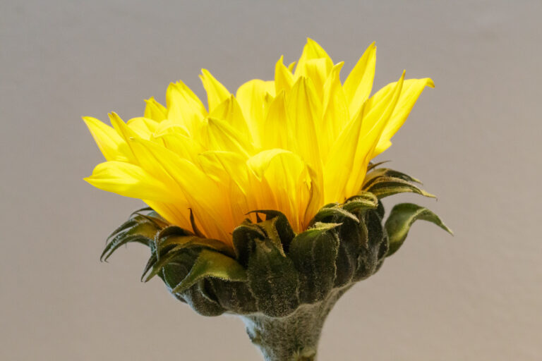 Close-up of a partially opened yellow sunflower with upright petals and green sepals against a plain gray background.