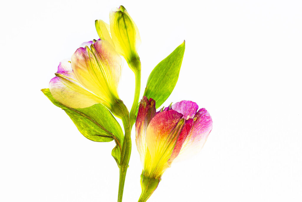 Alstroemeria