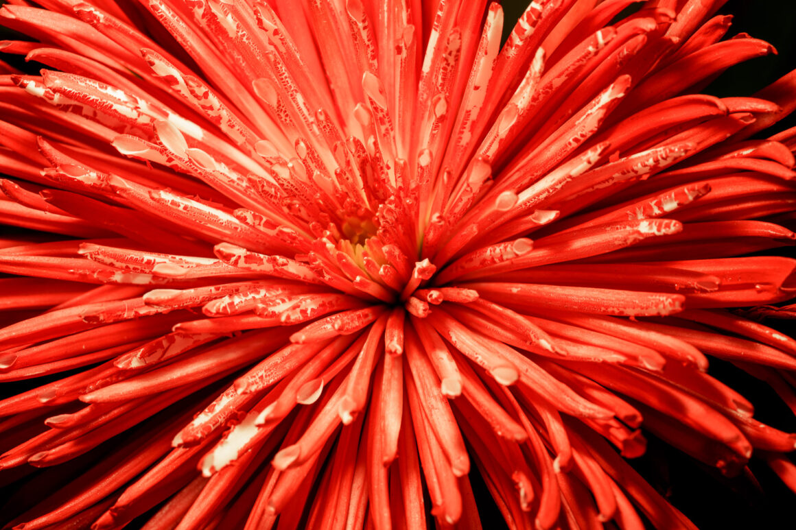 Red Chrysanthemum