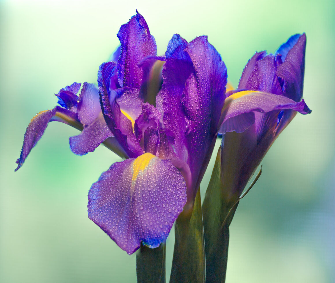 Misted Irises