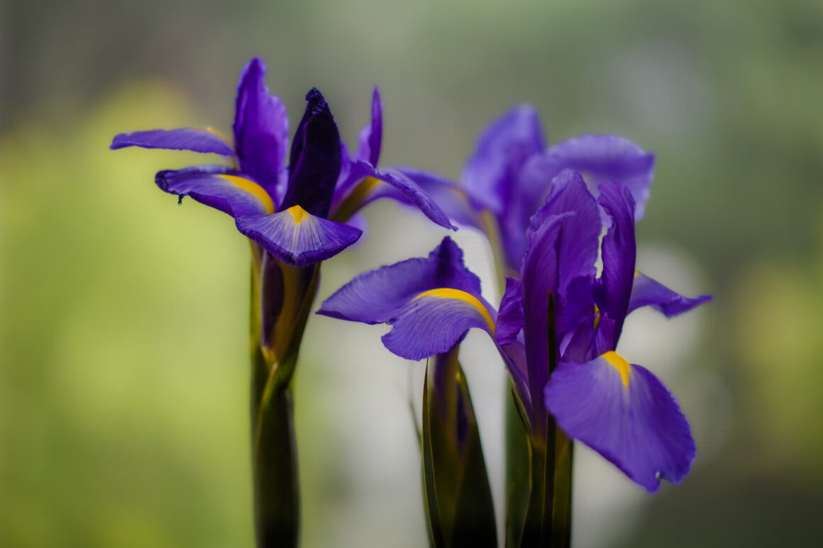 More Irises