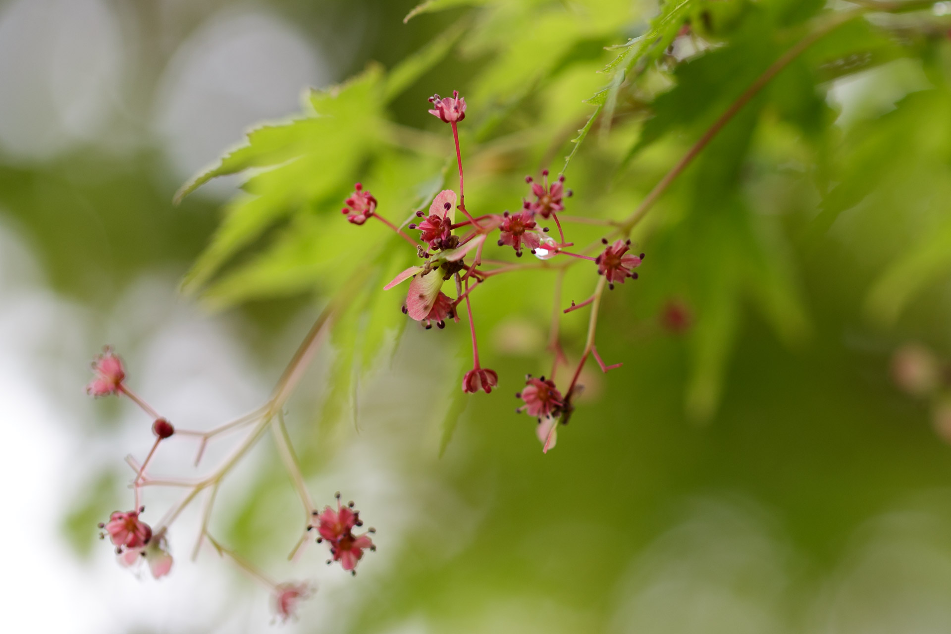 Japanese Maple Flowers