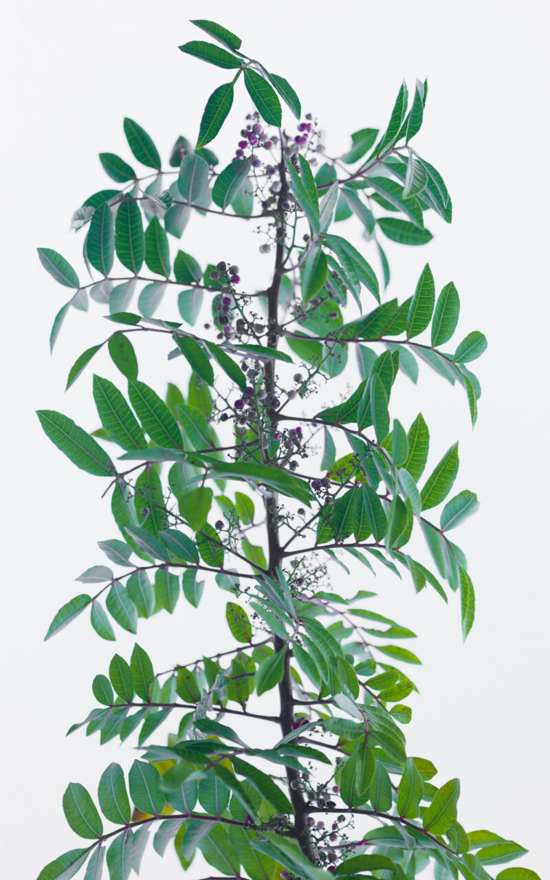 Brazilian peppertree (Schinus terebinthifolia)
