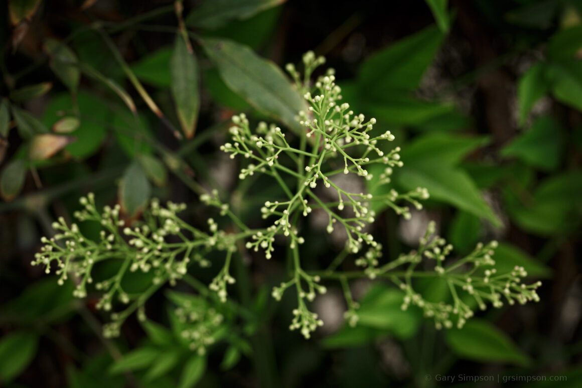 Elderberry (Sambucus)
