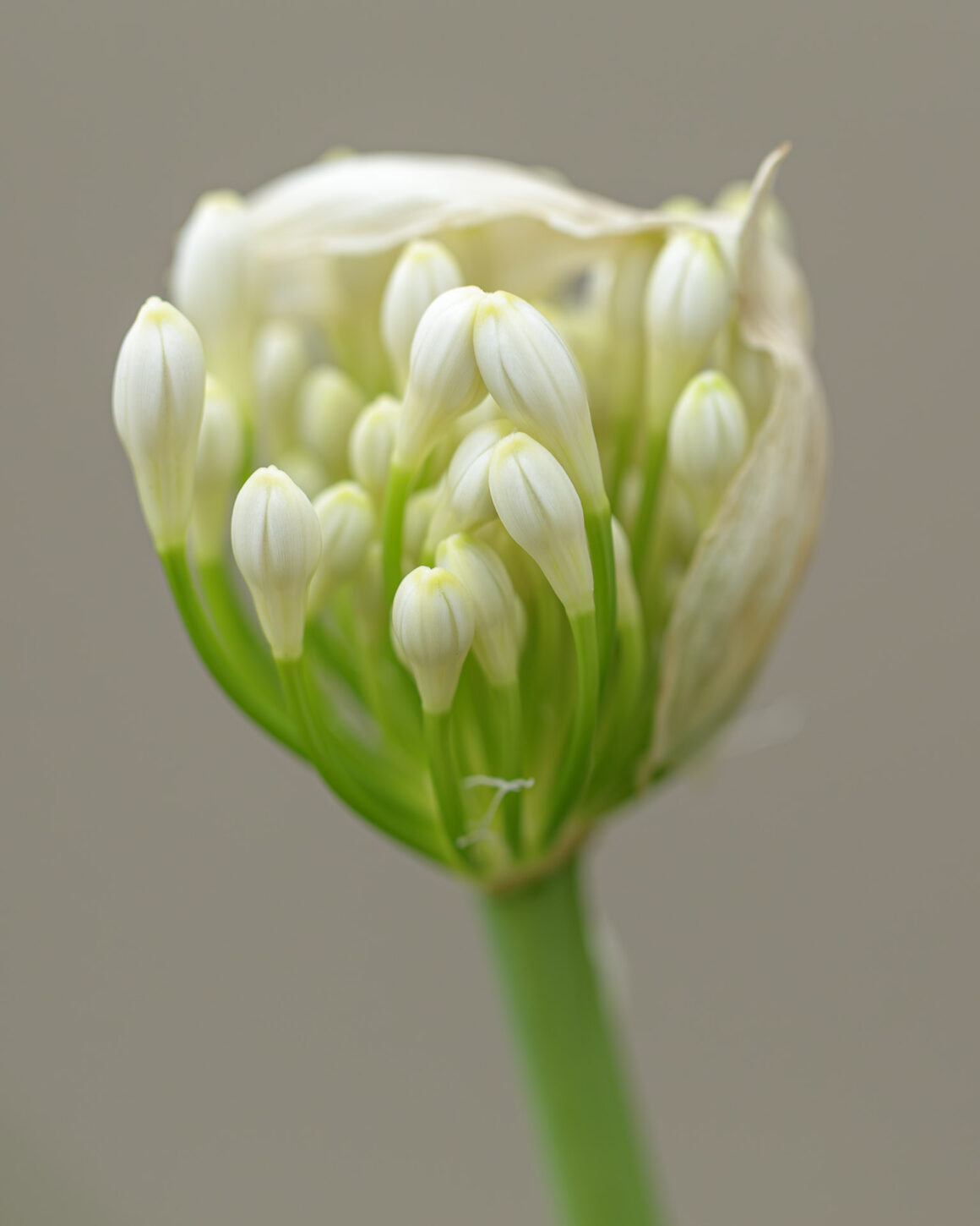 African Lily / Lily of the Nile (Agapanthus praecox)