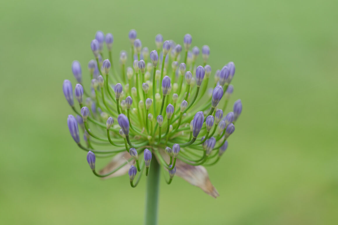 African Lily, Agapanthus praecox, Lily of the Nile