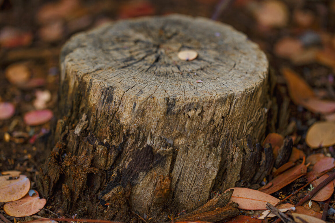 Tree Stump