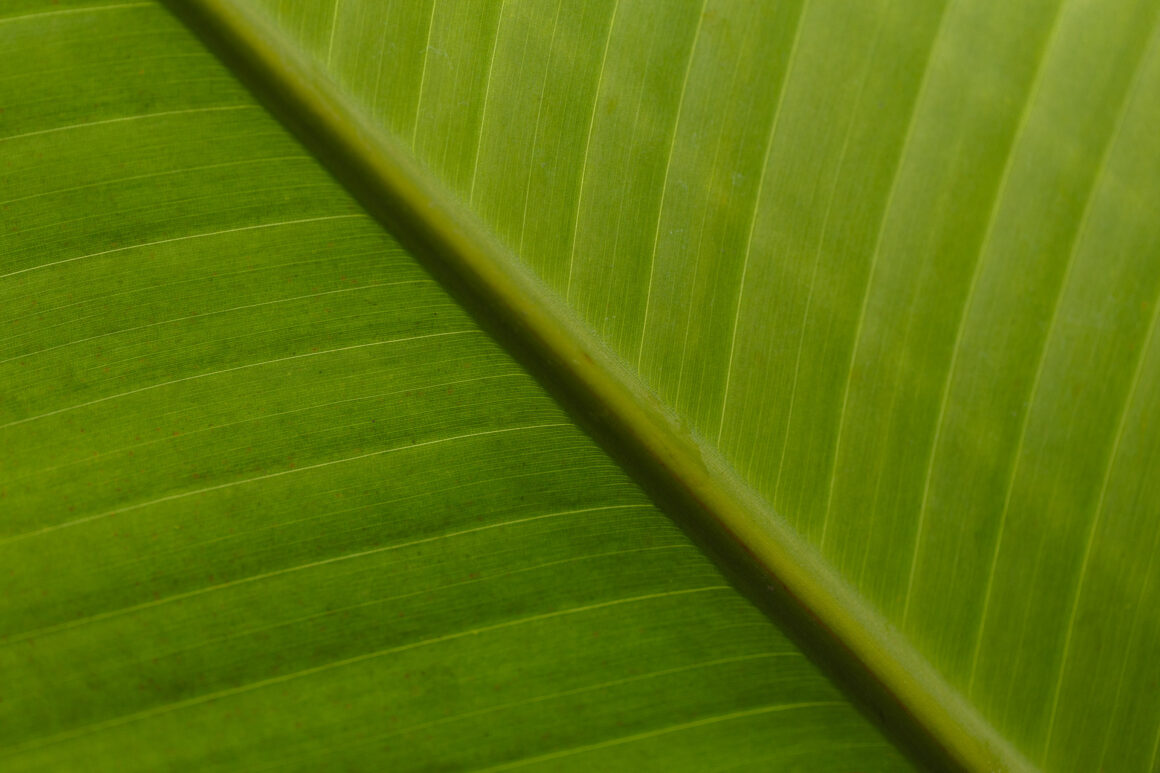 Banana Plant (Musa)