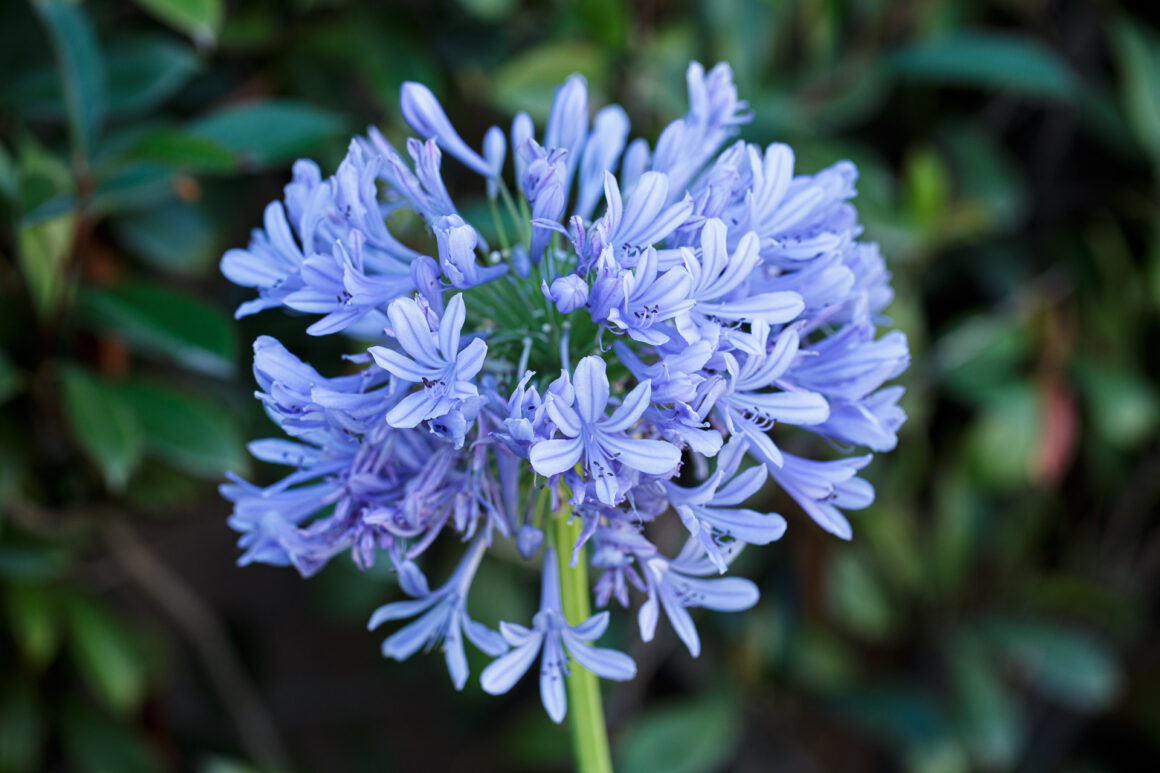 African Lily (Agapanthus praecox) / Lily of the Nile