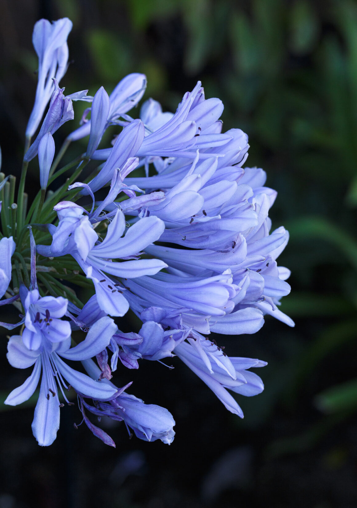 African Lily (Agapanthus praecox) / Lily of the Nile