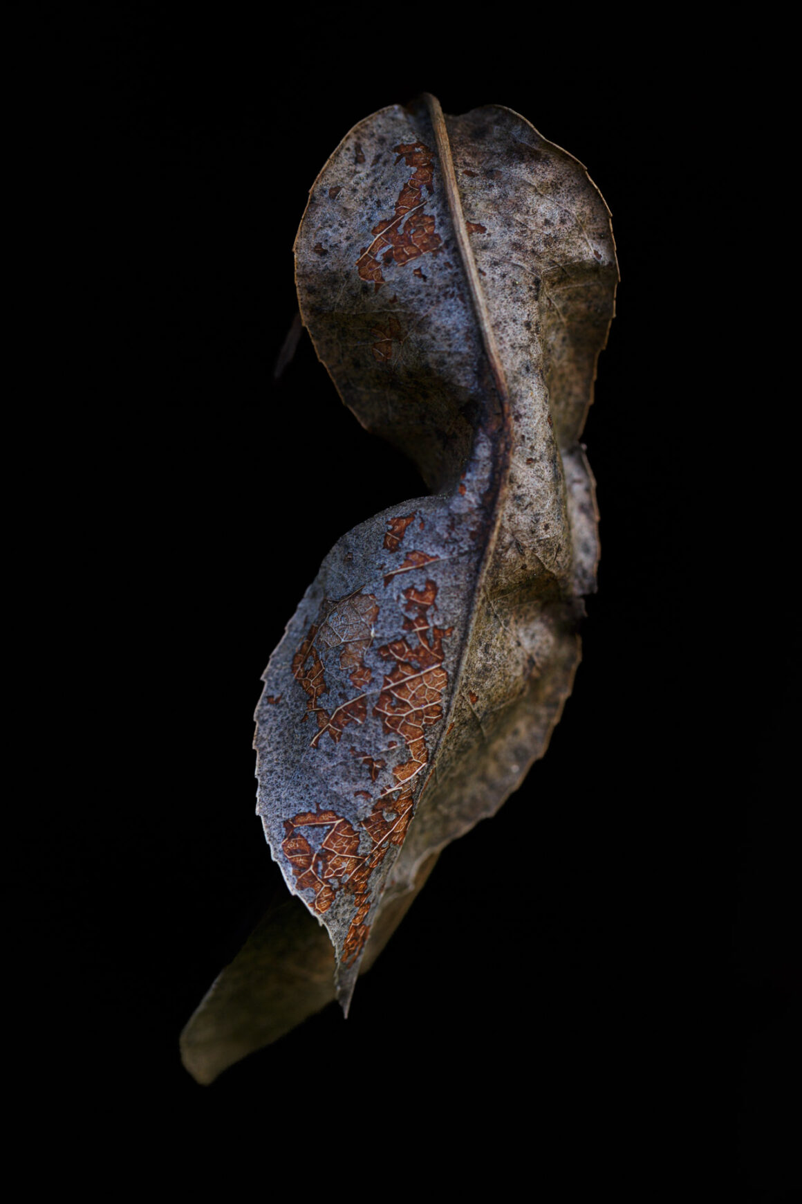 Dead Photinia Leaf