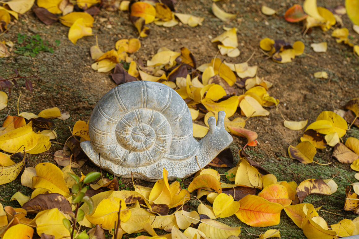 Snail in Fallen Pear Leaves
