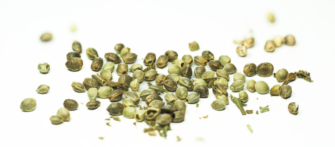 Cannabis Seed