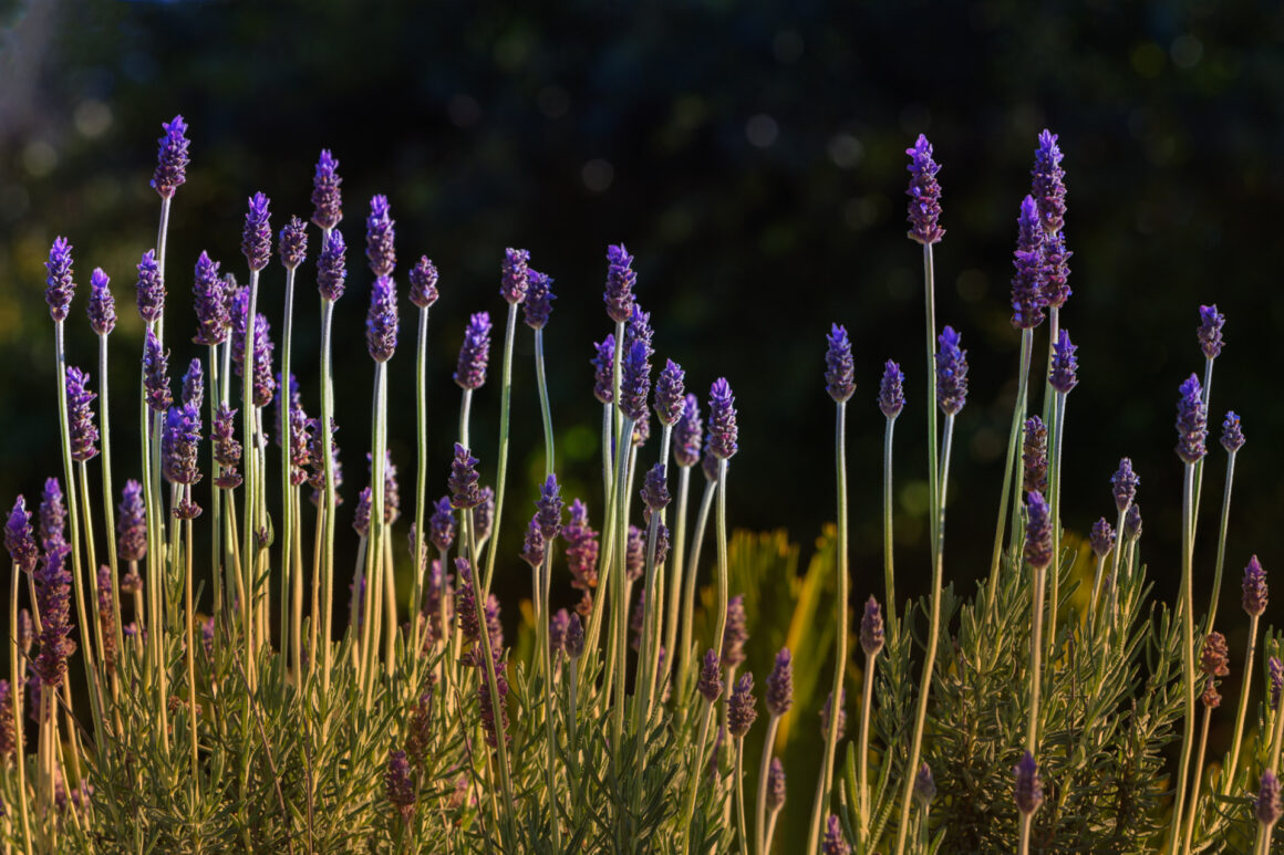 Lavender in late afternoon sunlight