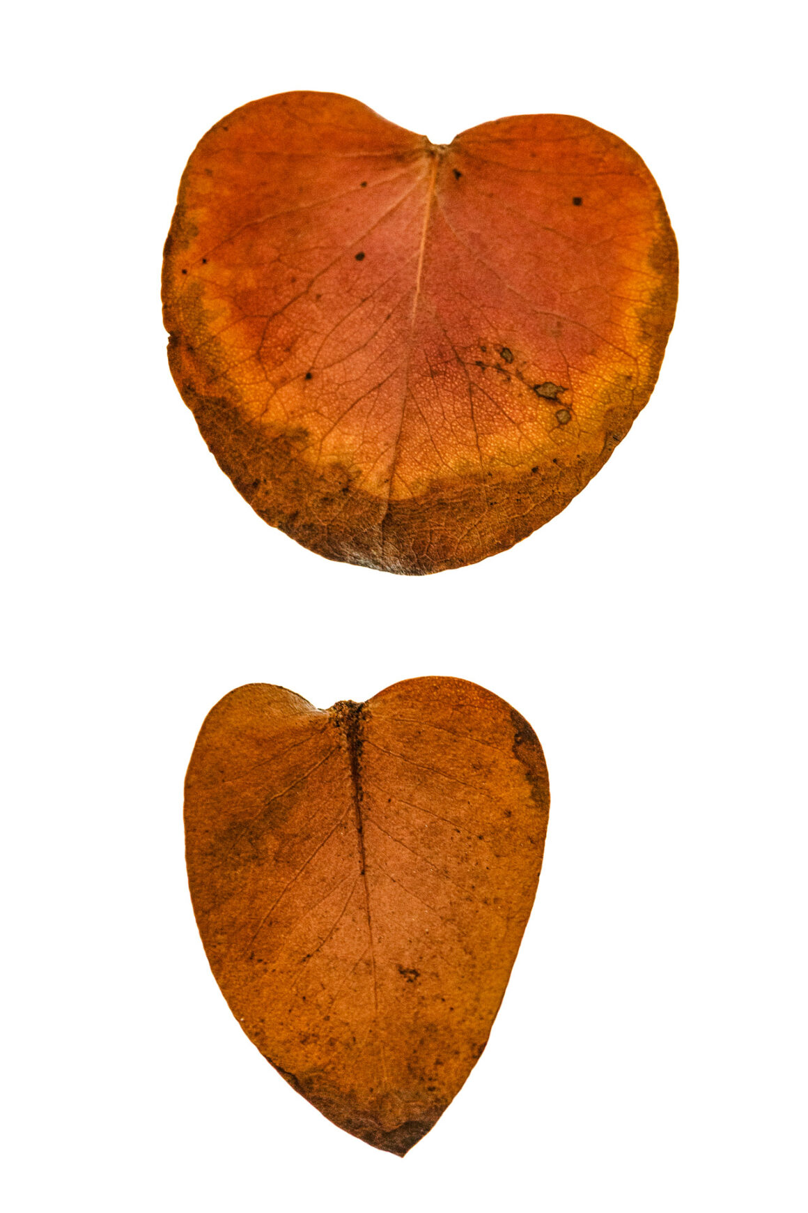 Two Leaves, Orangish Brown
