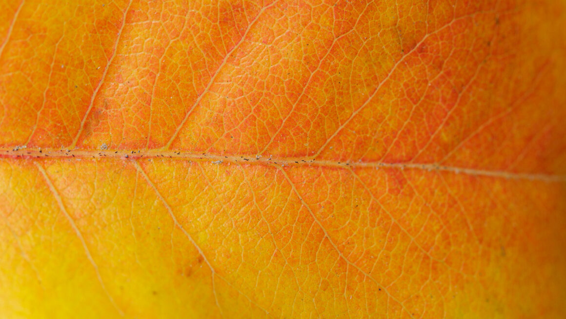 Autumn Leaf of the Asian Pear