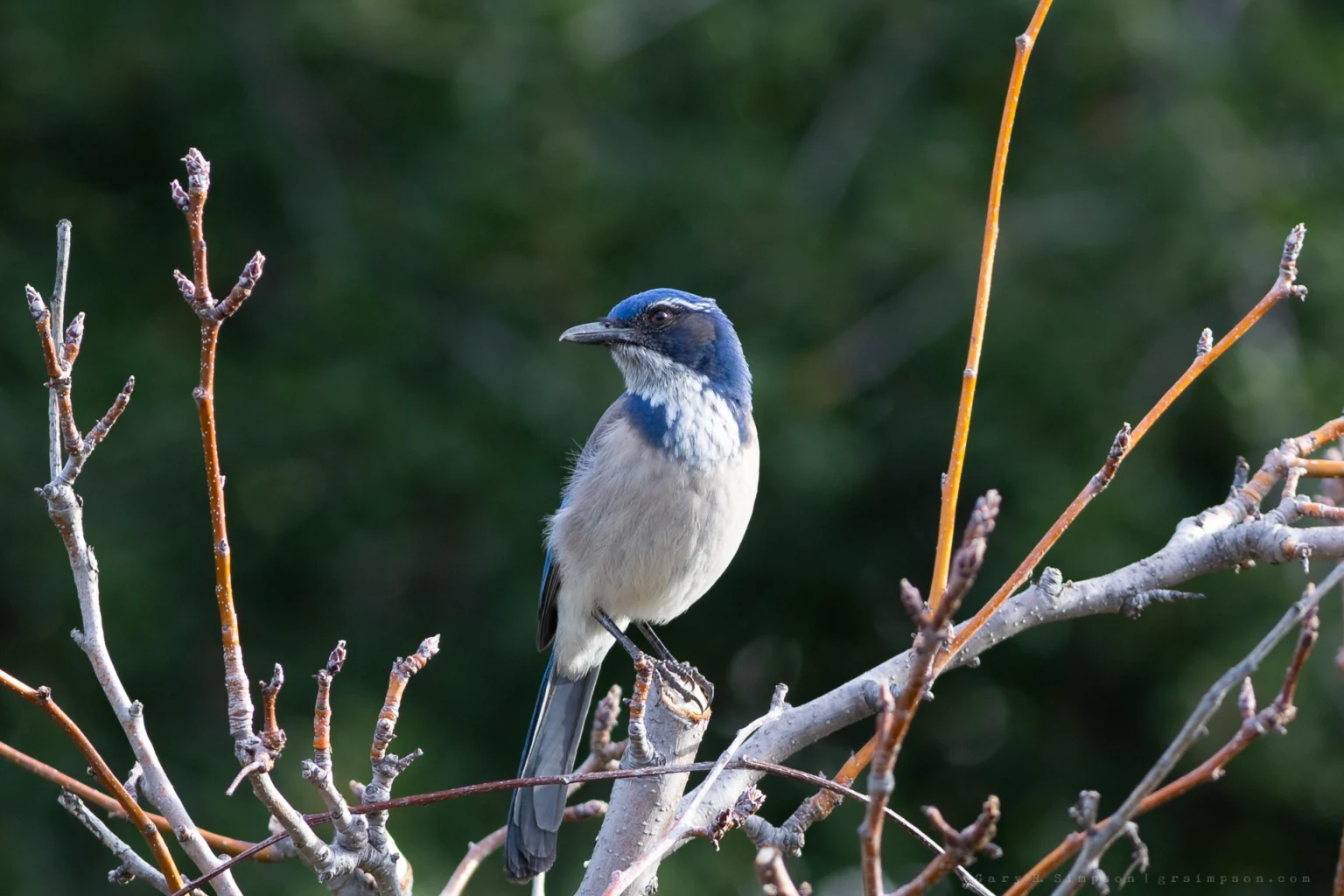 California Scrub Jay