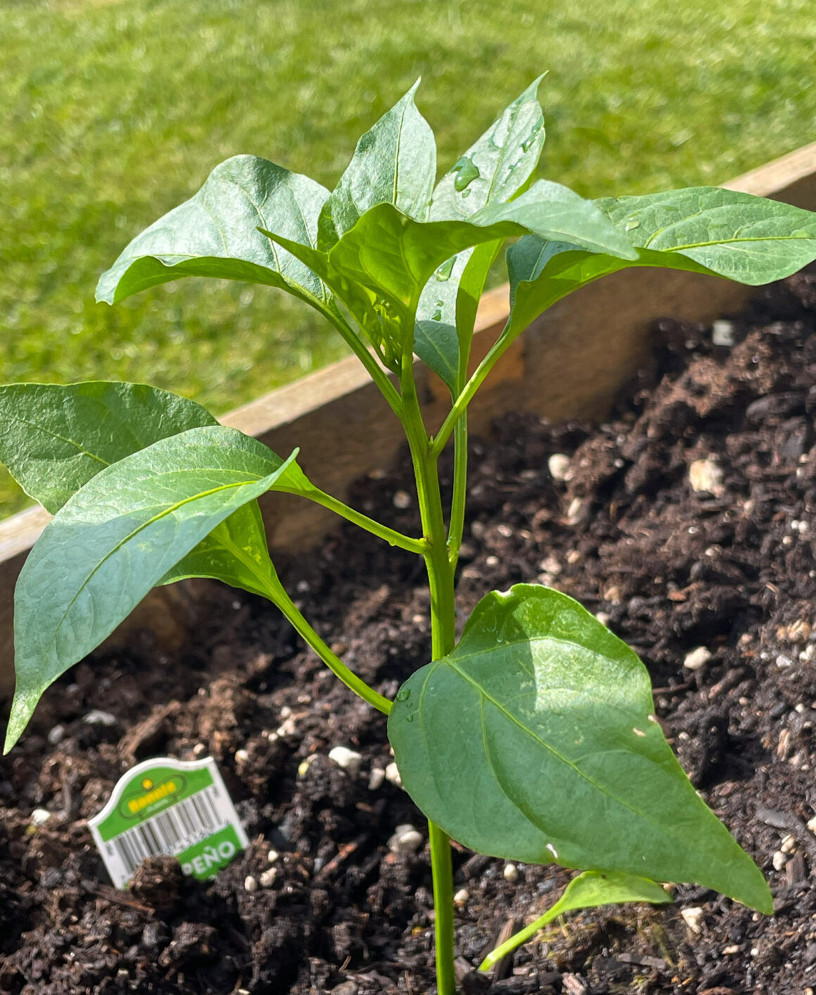 Jalapeno Chili Pepper Plant