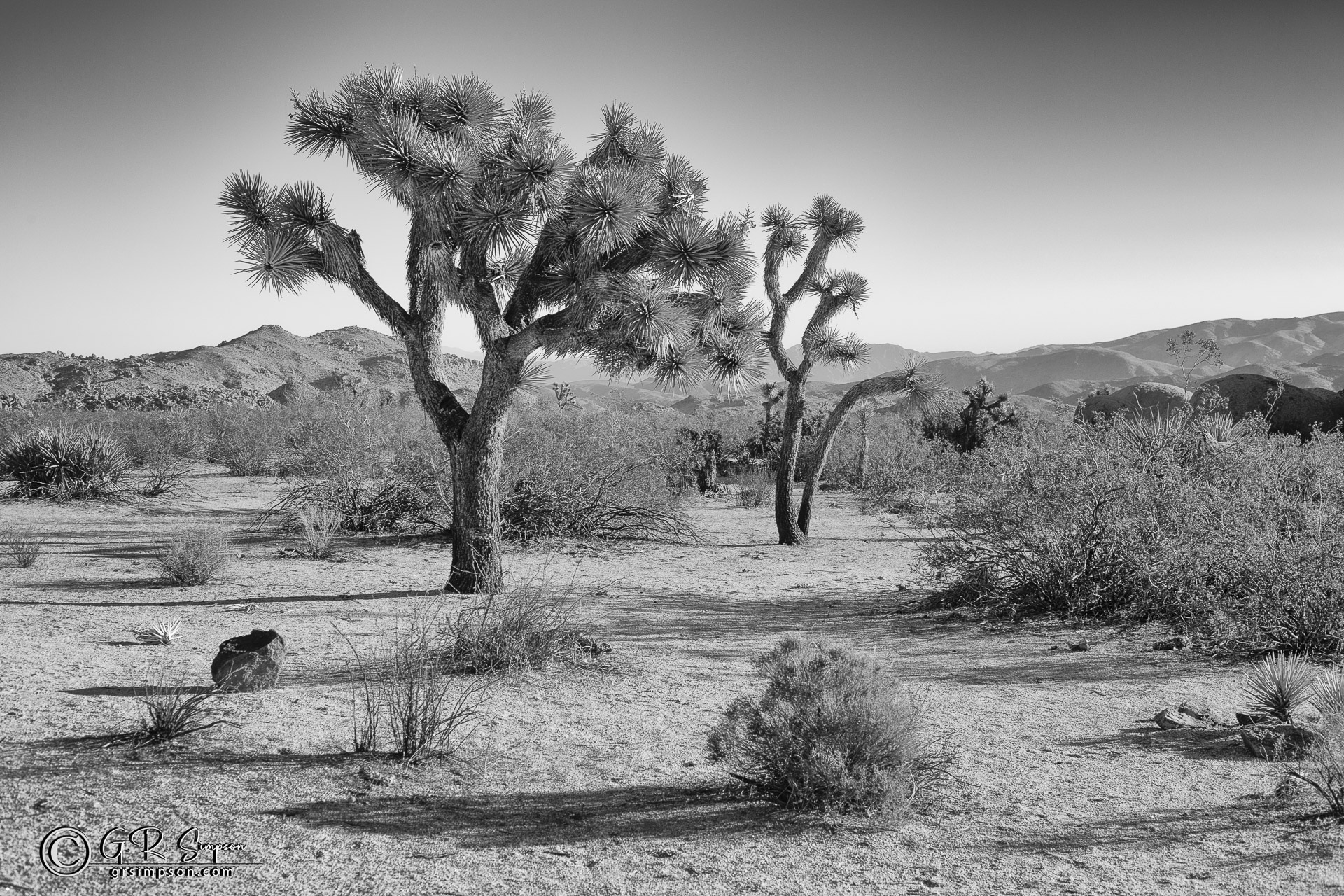 Joshua Trees in the Desert