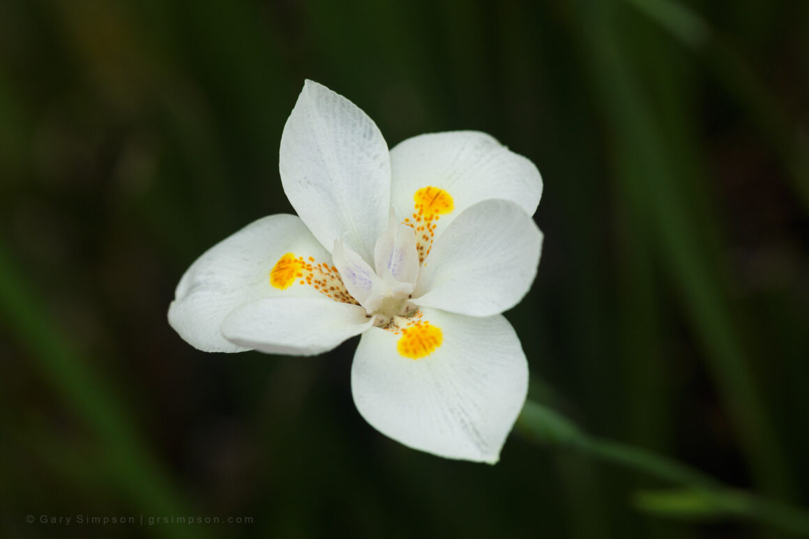 Dietes Bicolour – Fortnight Lily – African Iris