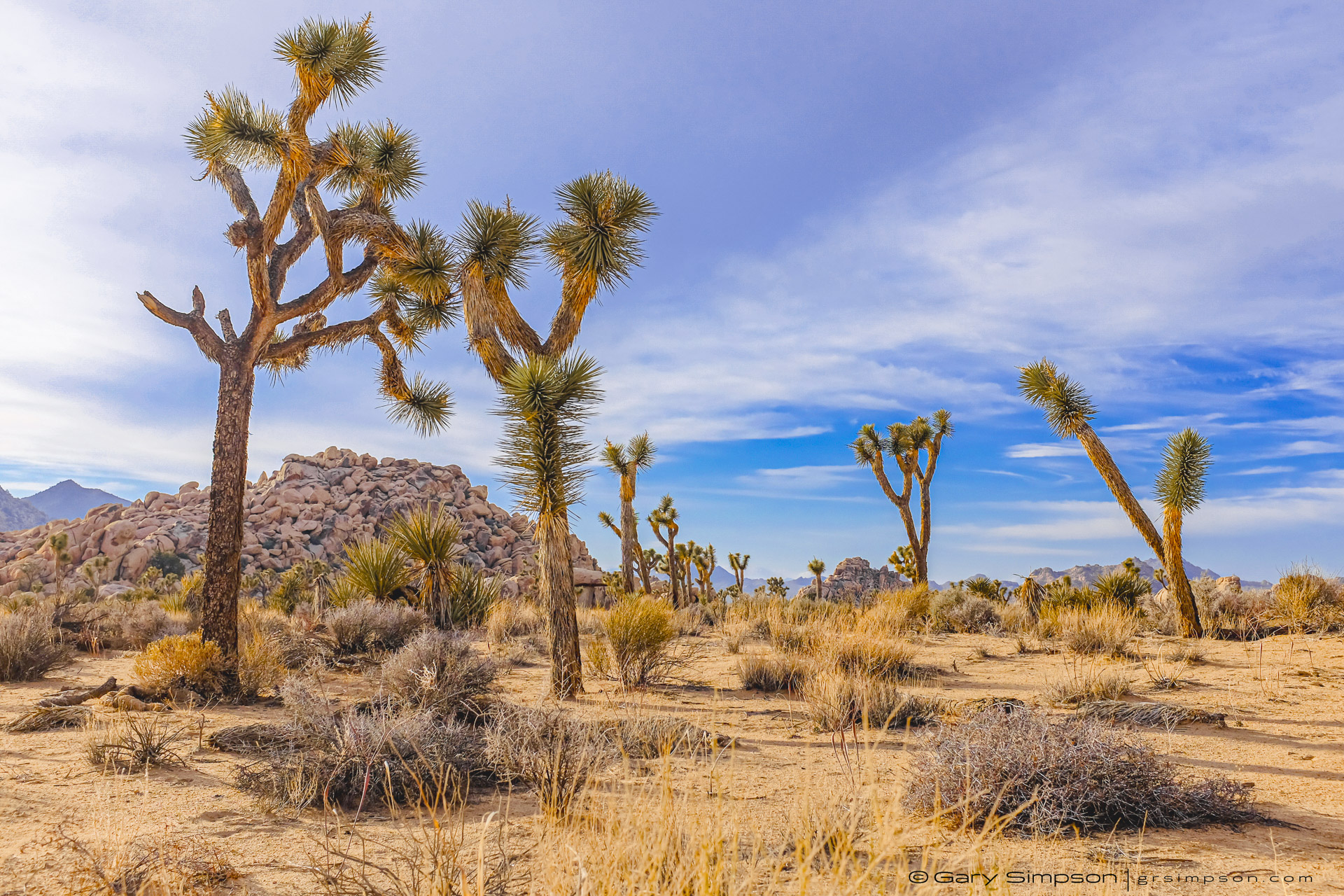 Joshua Trees in the Mojave