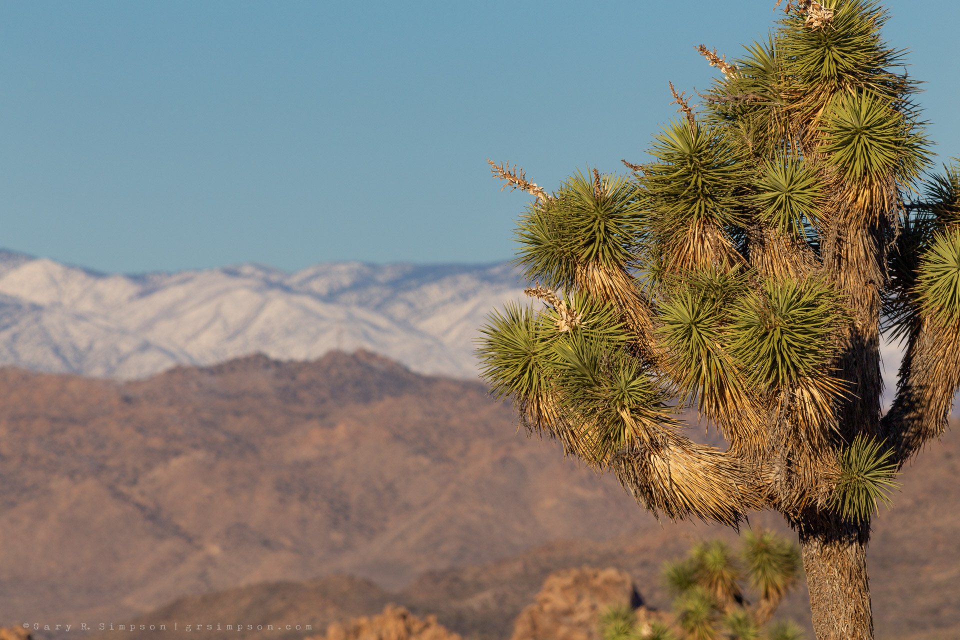 Desert to Snow