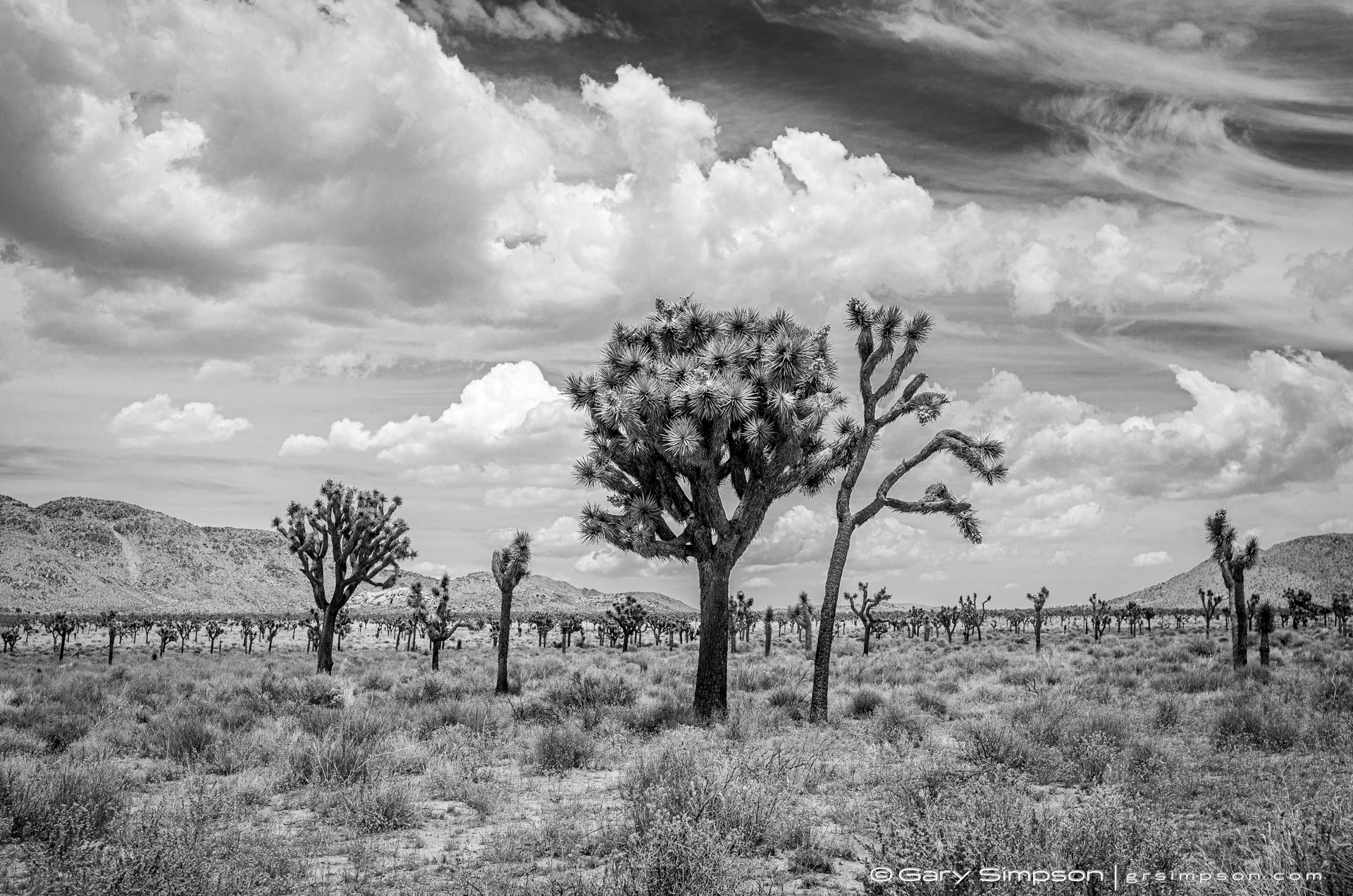 Desert Clouds & Joshua Trees