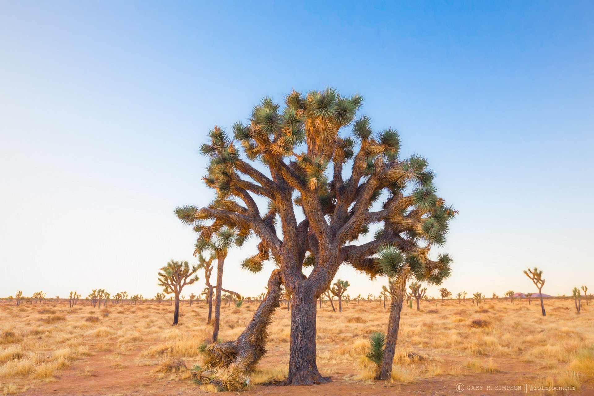 The Mighty Joshua Tree