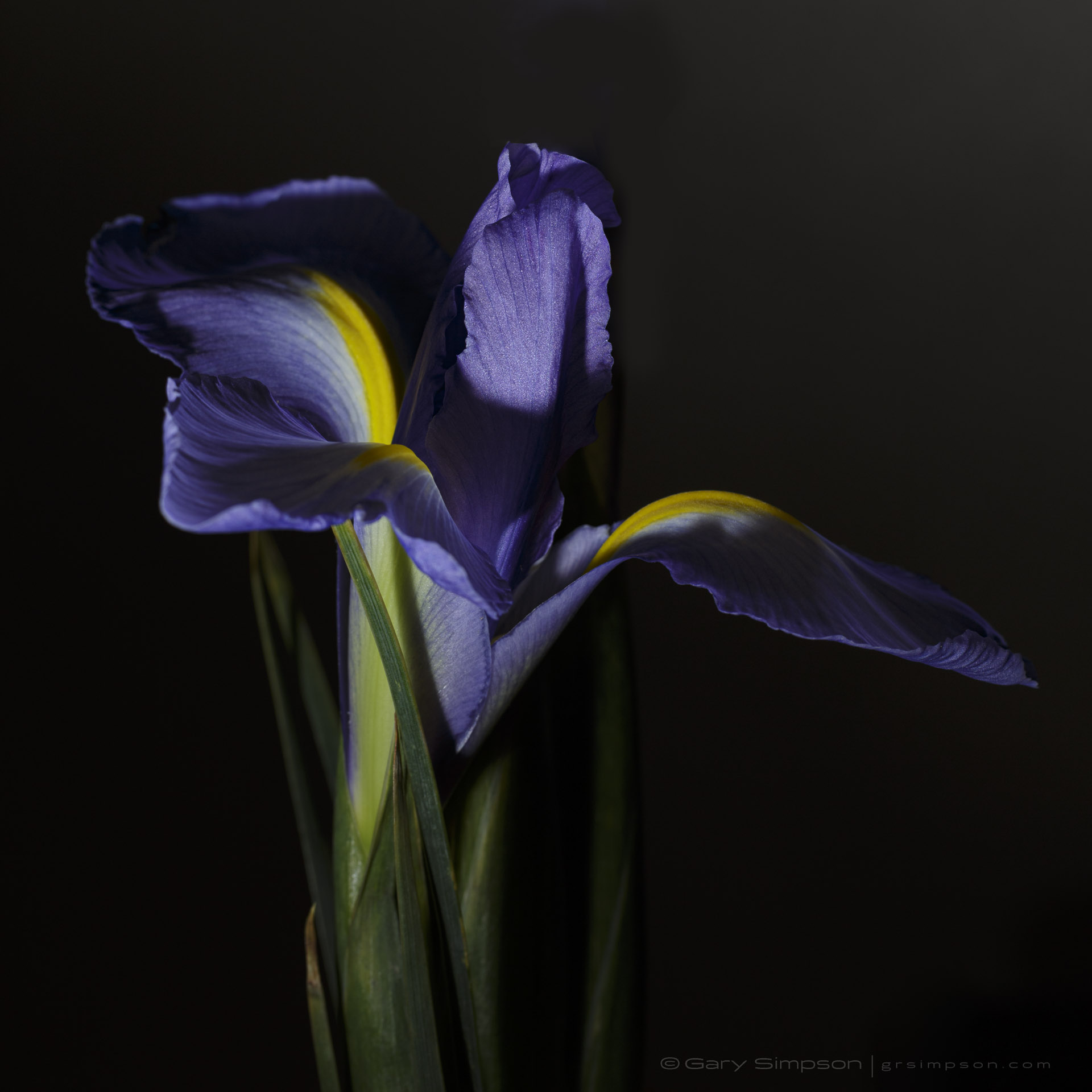 Iris on Black