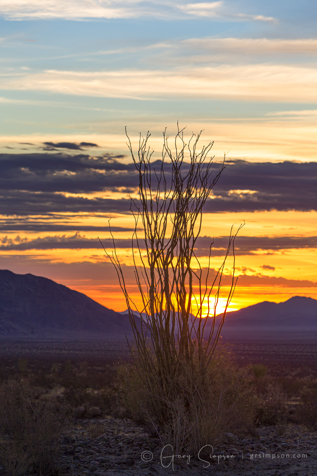 Ocotillo Sunset