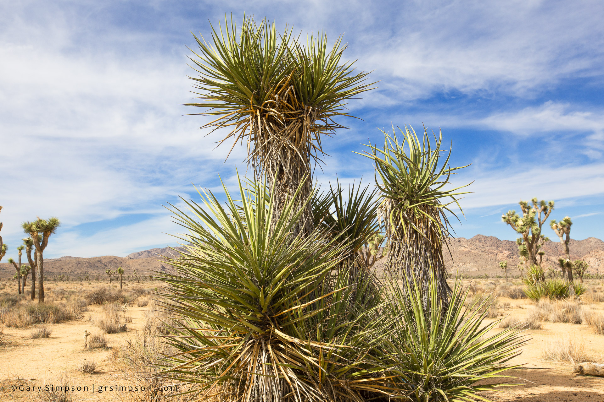 Mojave Yucca