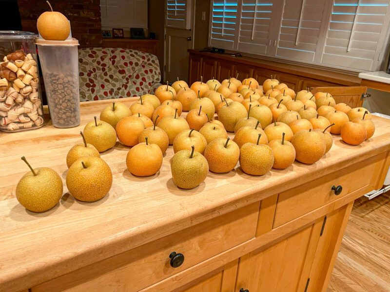 Asian Pears