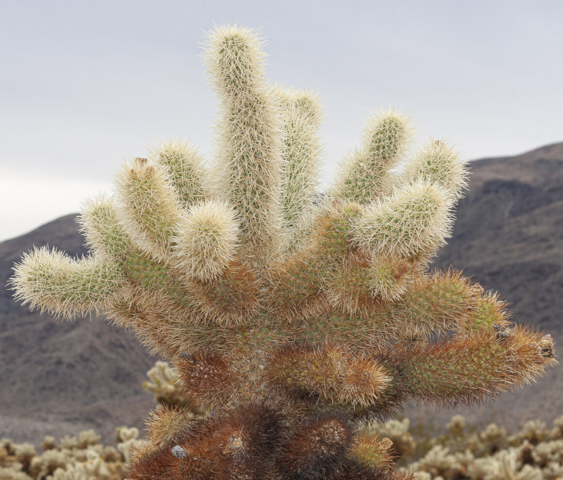 The Dreaded Cholla