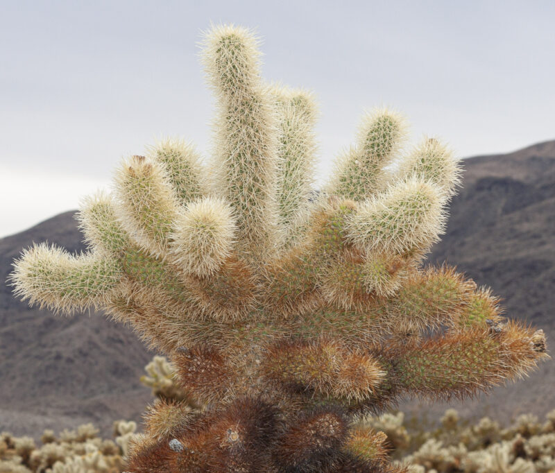 The Dreaded Cholla