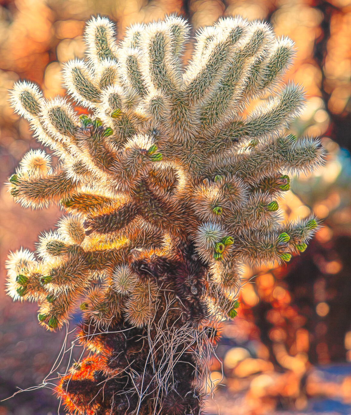 Cholla Cactus