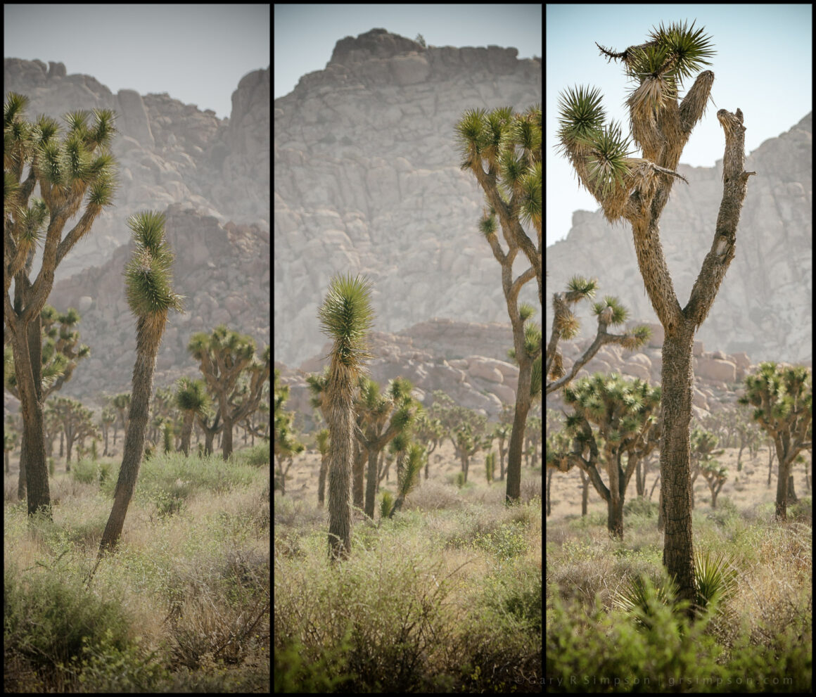 Joshua Tree Triptych