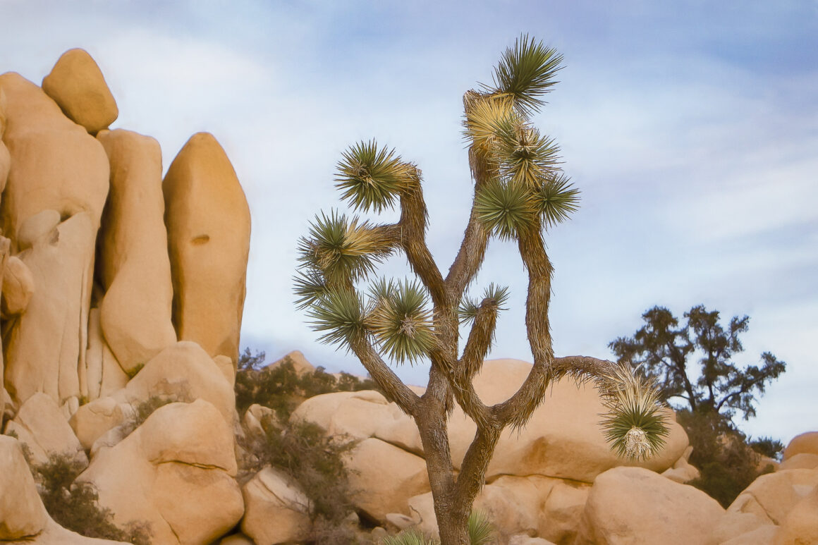 Joshua Tree Stands Alone