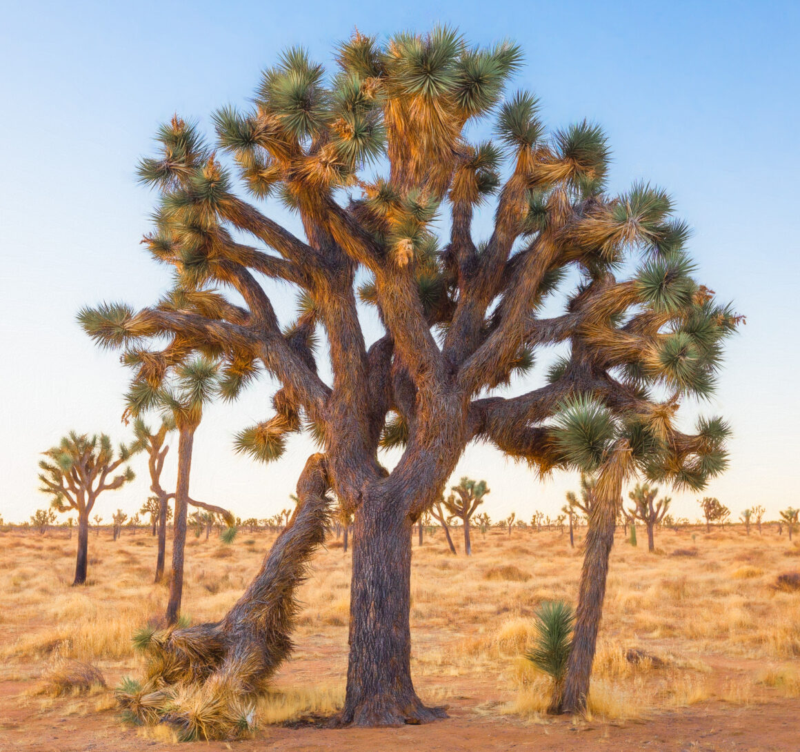Joshua tree morning