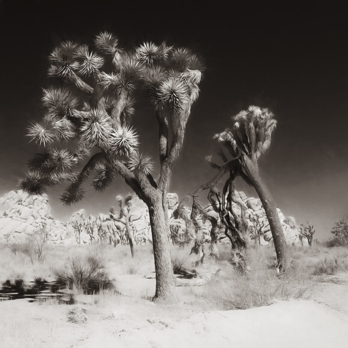 Joshua Tree