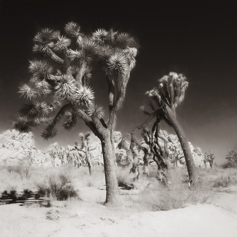 Joshua Tree