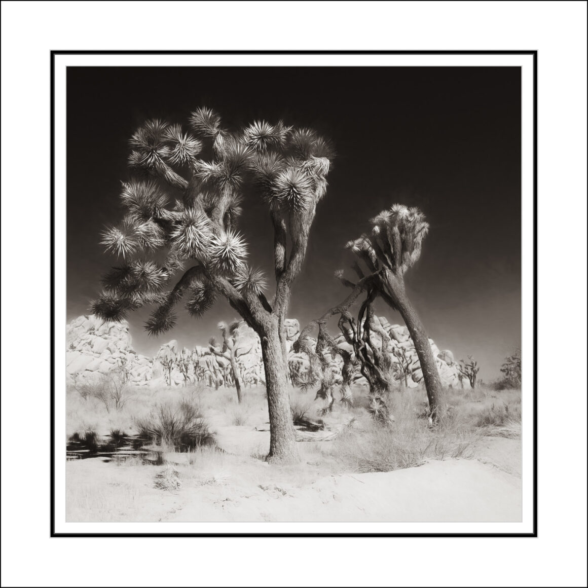 Framed Joshua Tree