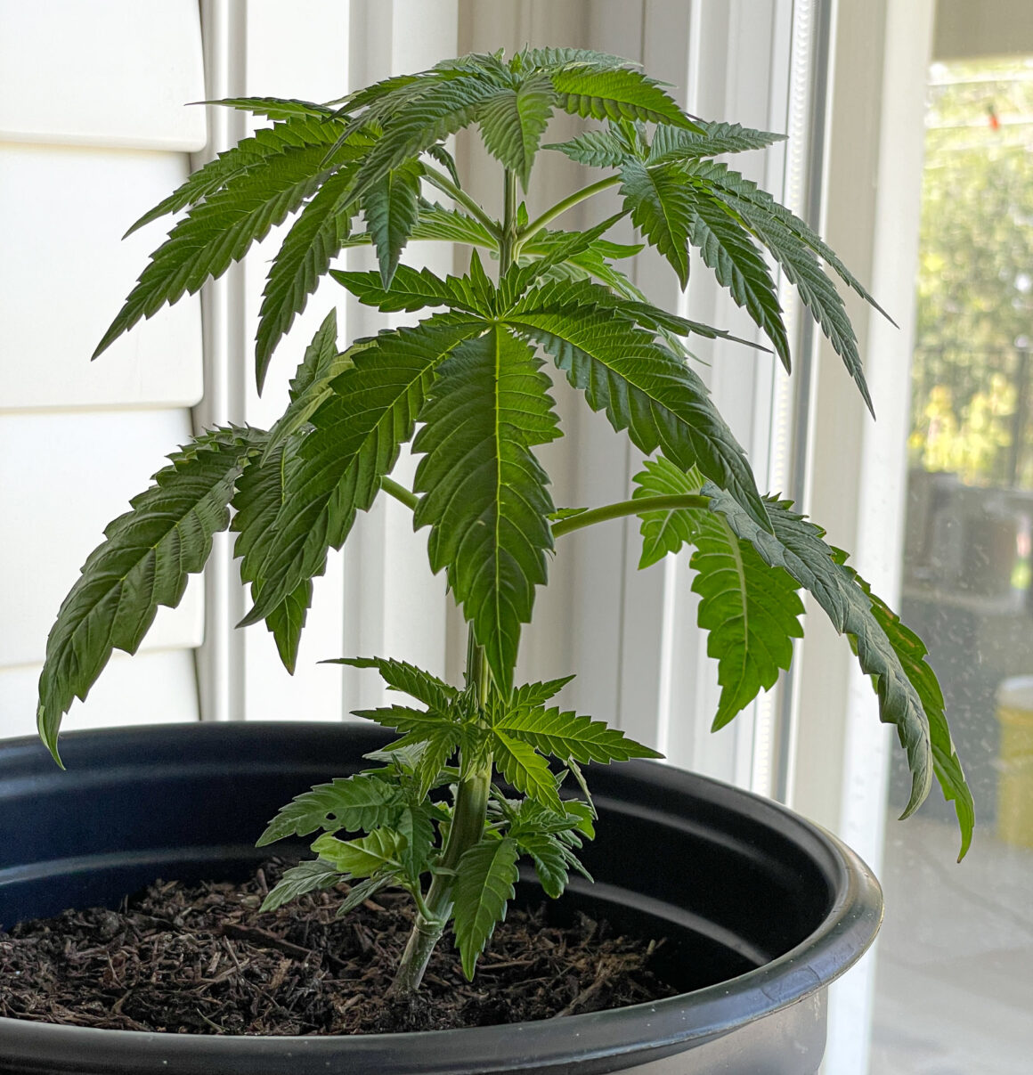 Cannabis