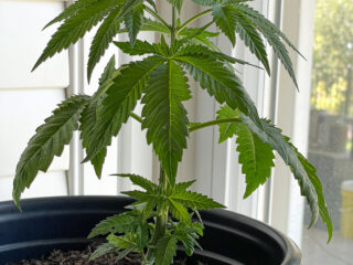 Cannabis