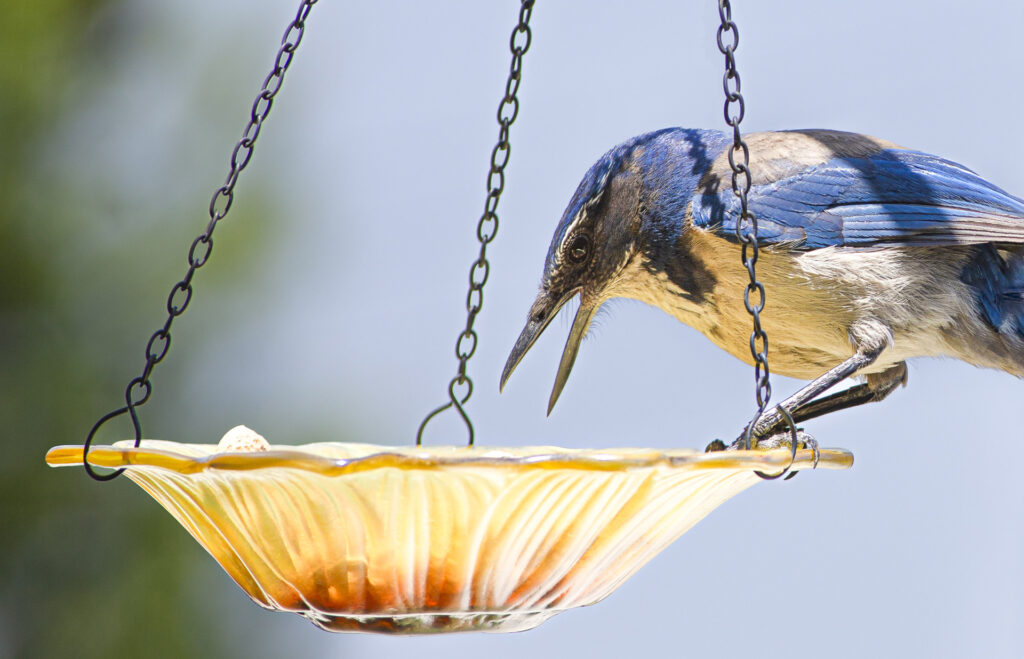 California Scrub Jay