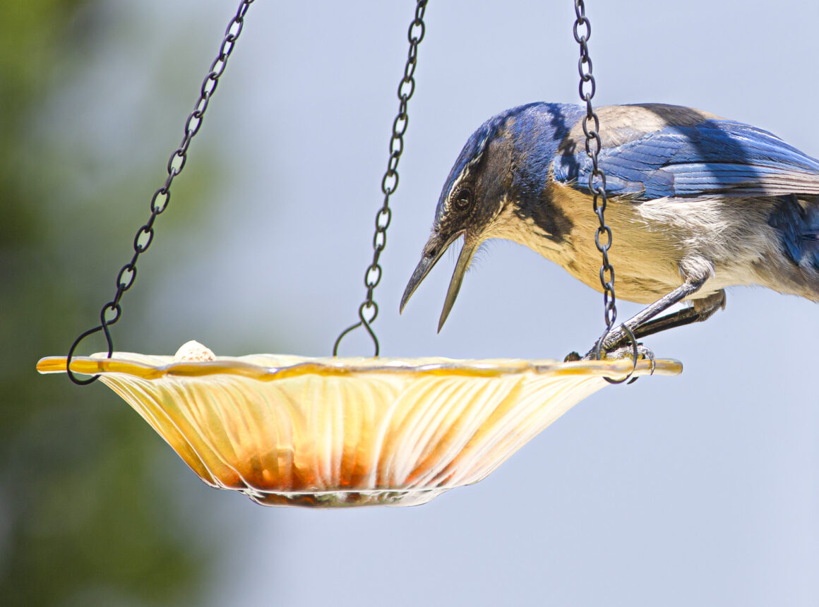 California Scrub Jay
