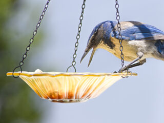 California Scrub Jay