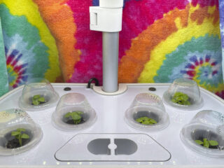 aerogarden - day 7
