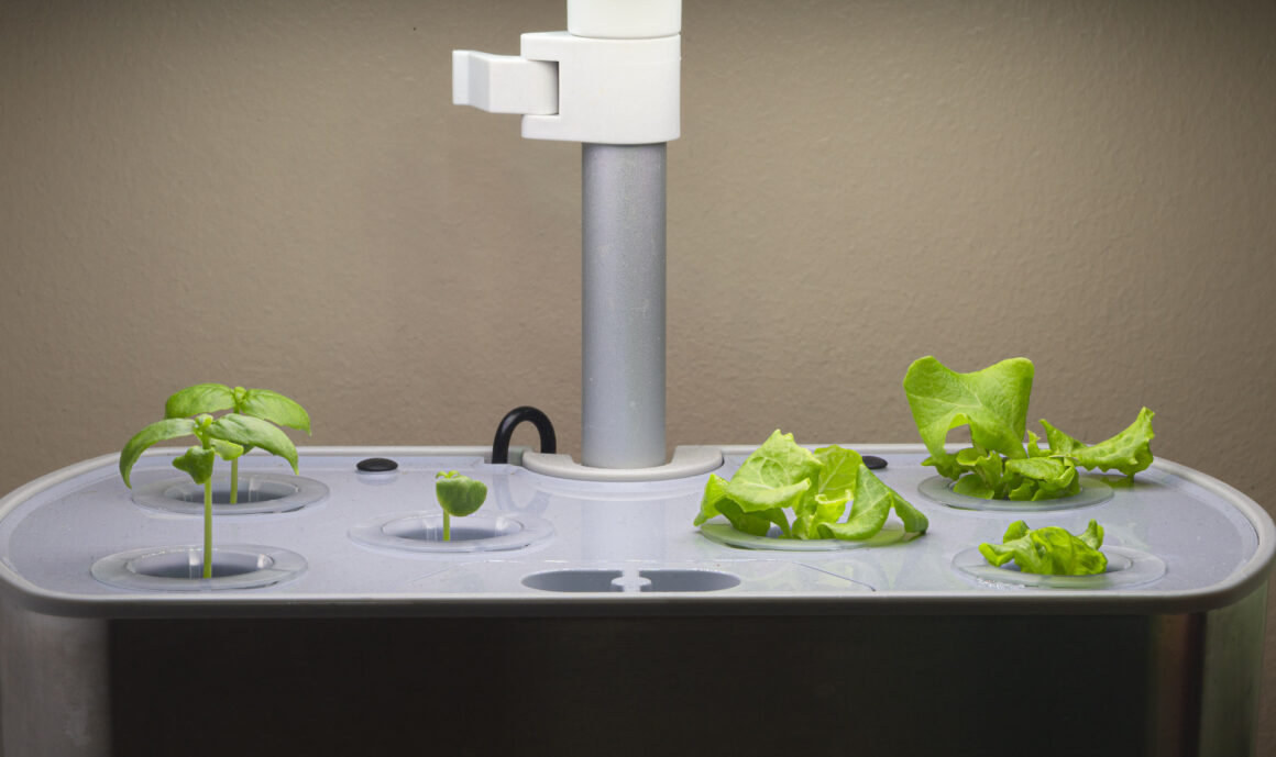 Day 11 - Sweet Basil & Grand Rapids Leaf Lettuce